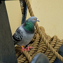 blinder Passagier unser Täubchen blinder Passagier unser Täubchen