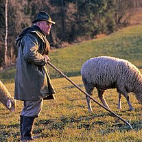 Schäfer bei Pichlberg