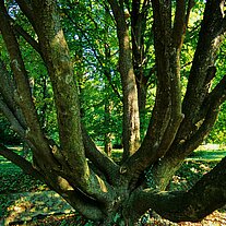 verzweigter Baum