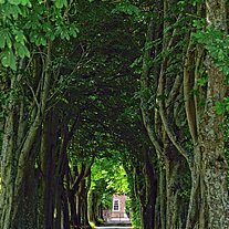 Allee Allee