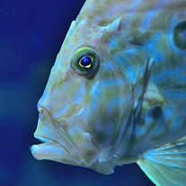 Fisch im Ozeaneum Fisch im Ozeaneum