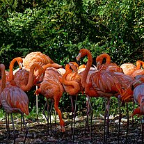 Flamingos Flamingos