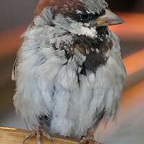 Spatz auf Korbstuhl