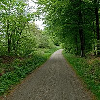 Weg durch den Wald Weg durch den Wald