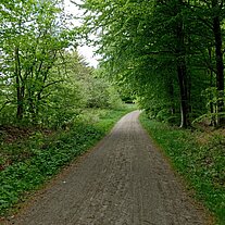 Weg durch den Wald