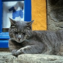 Katze Katze