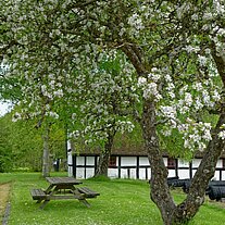 Apfelbaum Apfelbaum