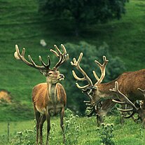 Hirsche im Glengoulandie Deer Park Hirsche im Glengoulandie Deer Park