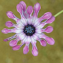 kleine lila Blüte kleine lila Blüte