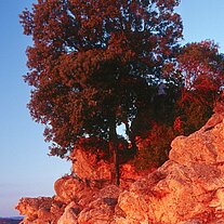 Baum am Felsen im Morgenlicht