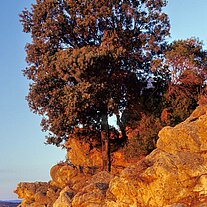 Baum am Felsen im Morgenlicht Baum am Felsen im Morgenlicht
