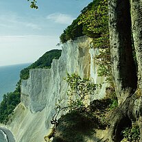 Die Kippen von Møn (Møns Klint)