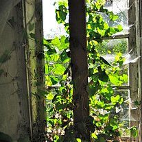 Fenster mit eingewachsenem Efeu Fenster mit eingewachsenem Efeu