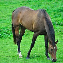 Pferd auf der Weide Pferd auf der Weide