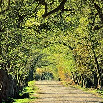 Eichen - Allee mit Tele Eichen - Allee mit Tele