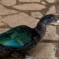 Ente am Pflaster Ente am Pflaster