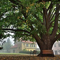 Sommerlinde im Burghof Sommerlinde im Burghof