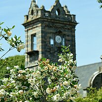 Turm der Seigneurie mit Hopfenblüten Turm der Seigneurie mit Hopfenblüten