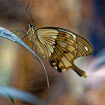 Schmetterling