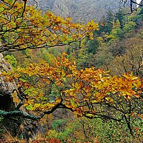Herbst Ast im Bodetal Herbst Ast im Bodetal