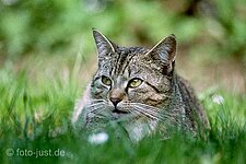 Hauskatze ( Felis catus )