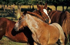 zwei Fohlen kraulen sich zwei Fohlen kraulen sich