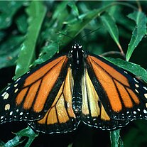 Monarch ( Danaus plexippus )