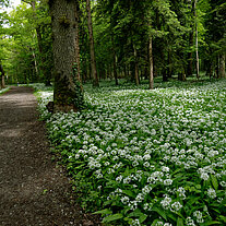Bärlauchblüte am Rheinspitz in Österreich