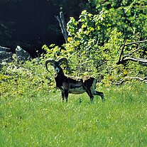 Mufflon am Waldrand