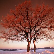 Leitenbaum am Wintermorgen