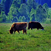 Highland Rinder ( Cattle ) bei Horska Kvilda Highland Rinder ( Cattle ) bei Horska Kvilda