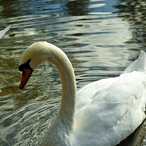 Schwan Schwan