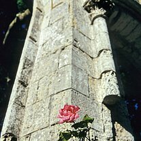 Rose und alte Granitmauer Rose und alte Granitmauer