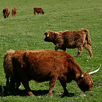 Highland Cattle auf der Weide Highland Cattle auf der Weide
