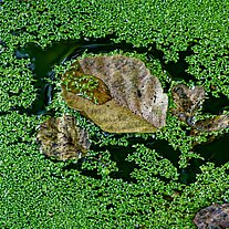Herbstblatt im Wasser Herbstblatt im Wasser