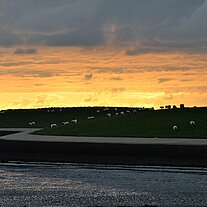 Deichschafe am Abend Deichschafe am Abend