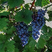 Weinrebe Weinrebe