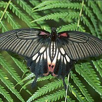 Großer Mormon ( Papilio memnon )