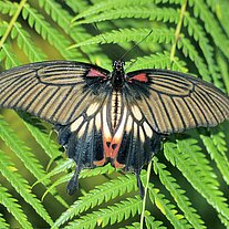 Großer Mormon ( Papilio memnon )