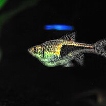 Aquariumfisch