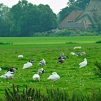 Reet gedeckter Hof mit Enten und Gänsen Reet gedeckter Hof mit Enten und Gänsen