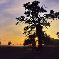 Morgenstimmung bei Hungerstorf