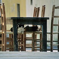 Katzen am Tisch Katzen am Tisch