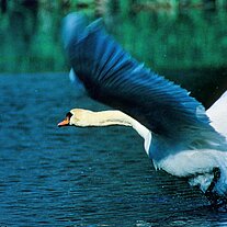 Höckerschwan ( Cygnus olor ) Höckerschwan ( Cygnus olor )