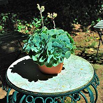 Tisch mit Pflanzen