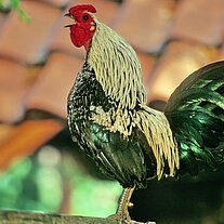 Hahn im Bauernhausmuseum Hahn im Bauernhausmuseum