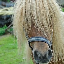 Pony