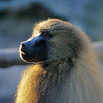 Affenportrait