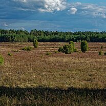 in der Misselhorner Heide in der Misselhorner Heide