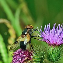 Fliege auf Distelblüte Fliege auf Distelblüte